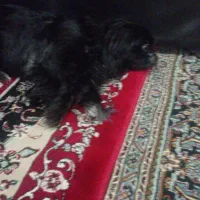 سگ پکینیز ماده