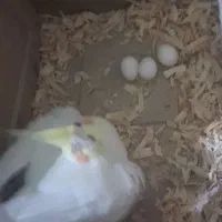 جفت عروس مولد