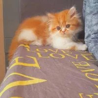 مجموعه بچه گربه های گلد|گربه|رشت, آزادگان|دیوار