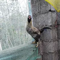 خروس تزئینی گُلین|حیوانات مزرعه|رضوانشهر, |دیوار