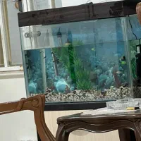اکواریوم باوسایل