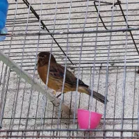 قناری پنج عدد