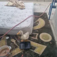 اردک