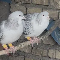 پرنده گم شده