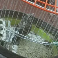 ۲تا طوقی|پرنده|تربت جام, شهید غلام زاده|دیوار