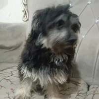 سگ شیتزو ۶ ماهه واگذاری