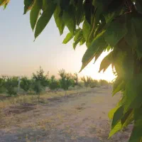 باغ بهترین نقطه صومعه|فروش زمین و ملک کلنگی|نیشابور, شهرک اندیشه|دیوار