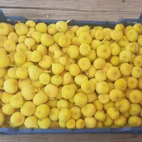 انجیر|خوردنی و آشامیدنی|پیشوا, |دیوار