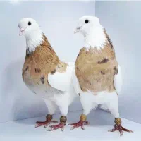 خرید و فروش کفتر|پرنده|بیرجند, |دیوار