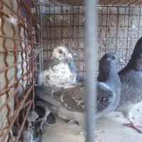 کبوتر پلاکی وپرشی غریب قیمت مناسب