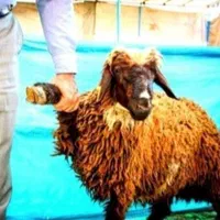 گوسفند‌‌زنده بره قلم‌ آبی و زودپز