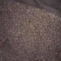 عدس درشت کانادایی