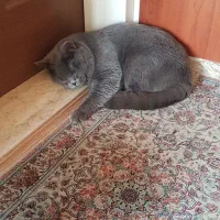 گربه بریتیش شورت هیر گمشده|حیوانات|باسمنج, |دیوار