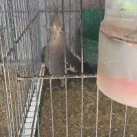 سه عدد عروس هلندی سینامون