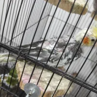 عروس هلندی بالغ|پرنده|نکا, |دیوار