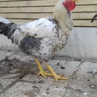 خروس|حیوانات مزرعه|فلاورجان, |دیوار