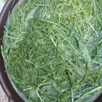 سبزی