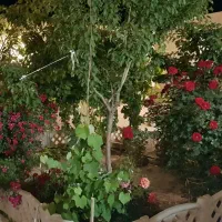حیاط ویلایی در شیخ حسن|فروش خانه و ویلا|خسروشاه, |دیوار