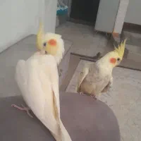 گمشده در محدوده شهرک سهیل