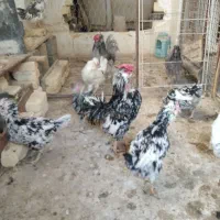 تخم مرغ نطفه دار گلین