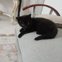 گربه خانگی|گربه|مشهد, رضاشهر|دیوار