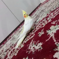 عروس هلندی دستی