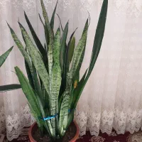 گل سانسوریا|گل و گیاه طبیعی|اهر, |دیوار