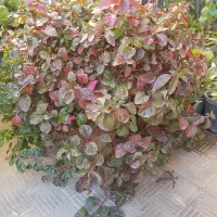 گل.   گل.   گل.|گل مصنوعی|یزد, |دیوار