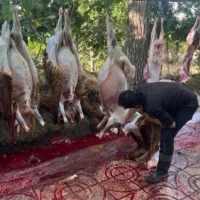 گوسفند زنده پرواری نصف‌ونصف گوشت میده|حیوانات مزرعه|قم, الغدیر|دیوار