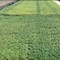 نهال گوجه فرنگی