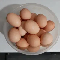 تخم مرغ رسمی نطفه دار