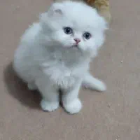 توله گربه پرشین چشم آبی + اسکاتیش فولد
