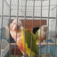 گرینچیک گرین چیک جفت با تعیین جنسیت|پرنده|قم, بنیاد|دیوار