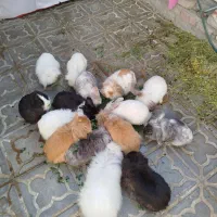 تعدادی خرگوش لوپ نر و ماده