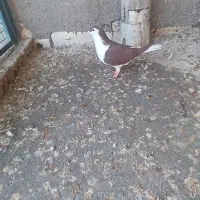 ساده و طوقی