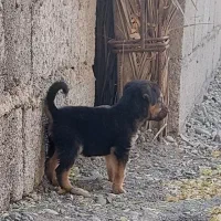 فروش  توله سگ نگهبان نر