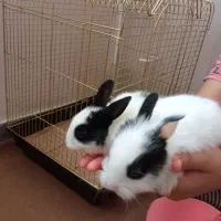 معاوضه خرگوش با همستر|موش و خرگوش|بوئین زهرا, |دیوار