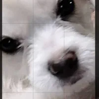 لباس|سگ|تهران, نارمک|دیوار