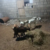 فروش بز داشتی وگوشتی