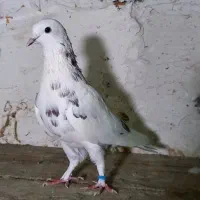 چند عدد کفتر پرشی کبوتر|پرنده|ساری, |دیوار