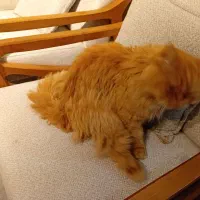 گربه پرشین|گربه|بندرعباس, |دیوار