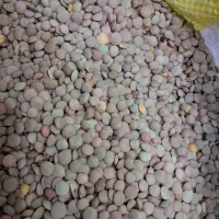عدس محلی خلخال