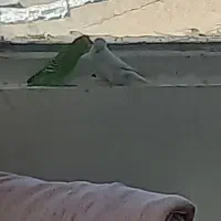 مرغ عشق دستی|پرنده|مشهد, هفده شهریور|دیوار