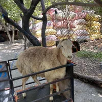 گوسفند زنده برای نذری با قصاب