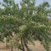 فروش زمین ۱۰۰۰ متری در محدوده پل زمانخان|فروش زمین و ملک کلنگی|نجف‌آباد, امیرآباد|دیوار
