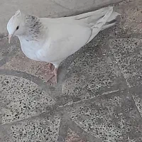 کبوتر جوجه کوهی نر|پرنده|رامهرمز, |دیوار