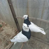 طوقی
