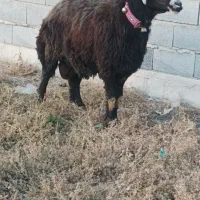 قوچ قره چال|حیوانات مزرعه|گمیشان, |دیوار