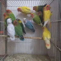 طوطی کوتوله برزیلی نر تک و ماده تک همه آماده|پرنده|مشهد, سرافرازان|دیوار