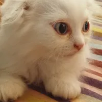 گربه اسکاتیش چشم آبی نر|گربه|مشهد, سجادیه|دیوار